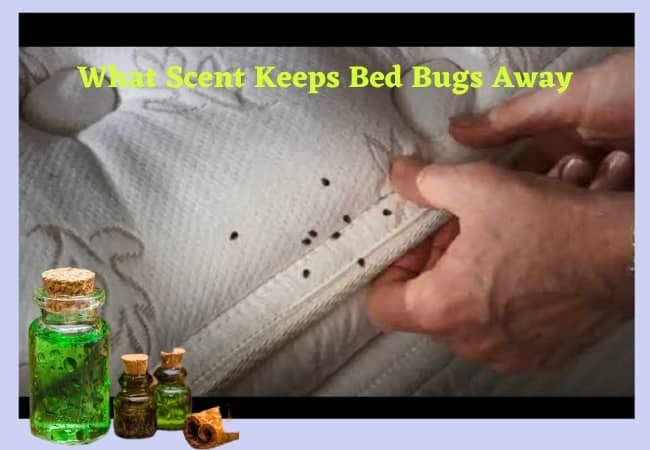 What Scent Keeps Bed Bugs Away