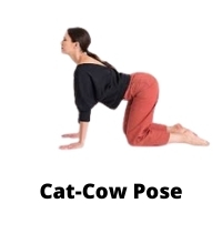 Cat Cow Pose